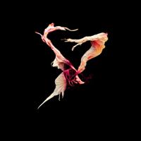 Software - Leap Sequence